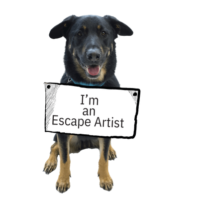Mixed breed dog with sign that says I'm an Escape Artist